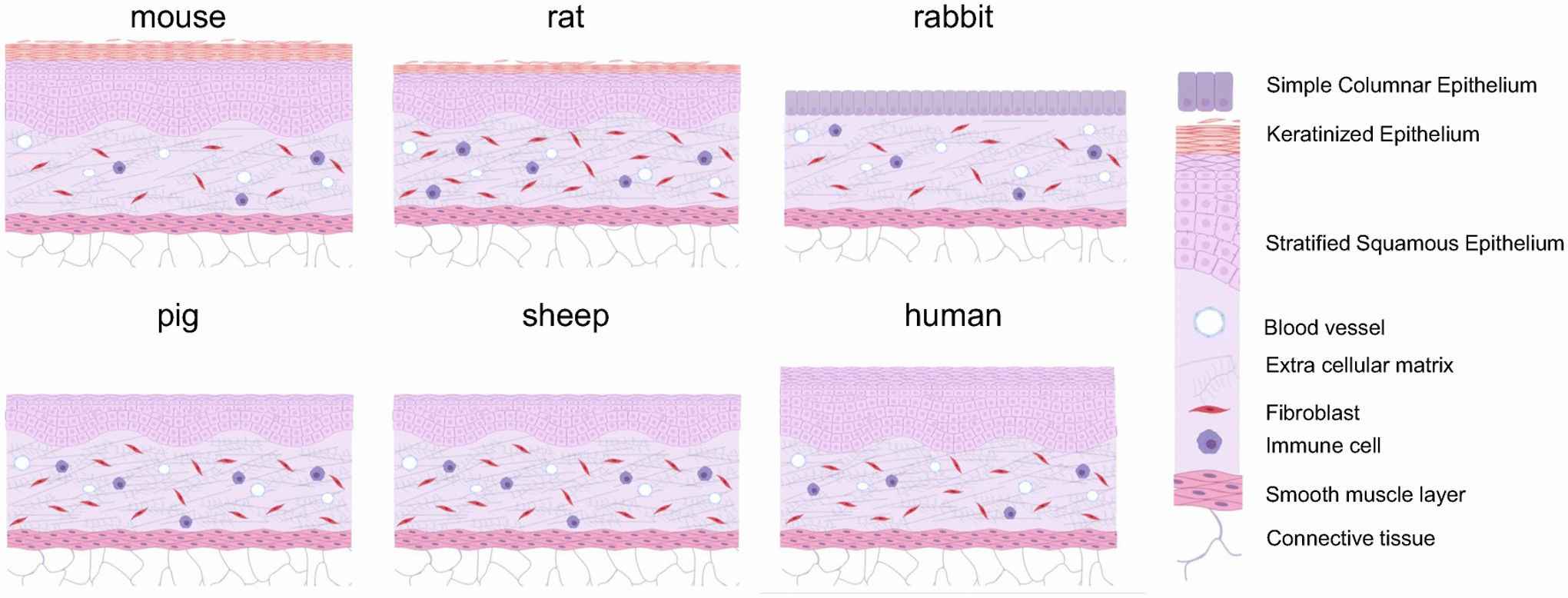 Composition of vaginal tissue layers across species.