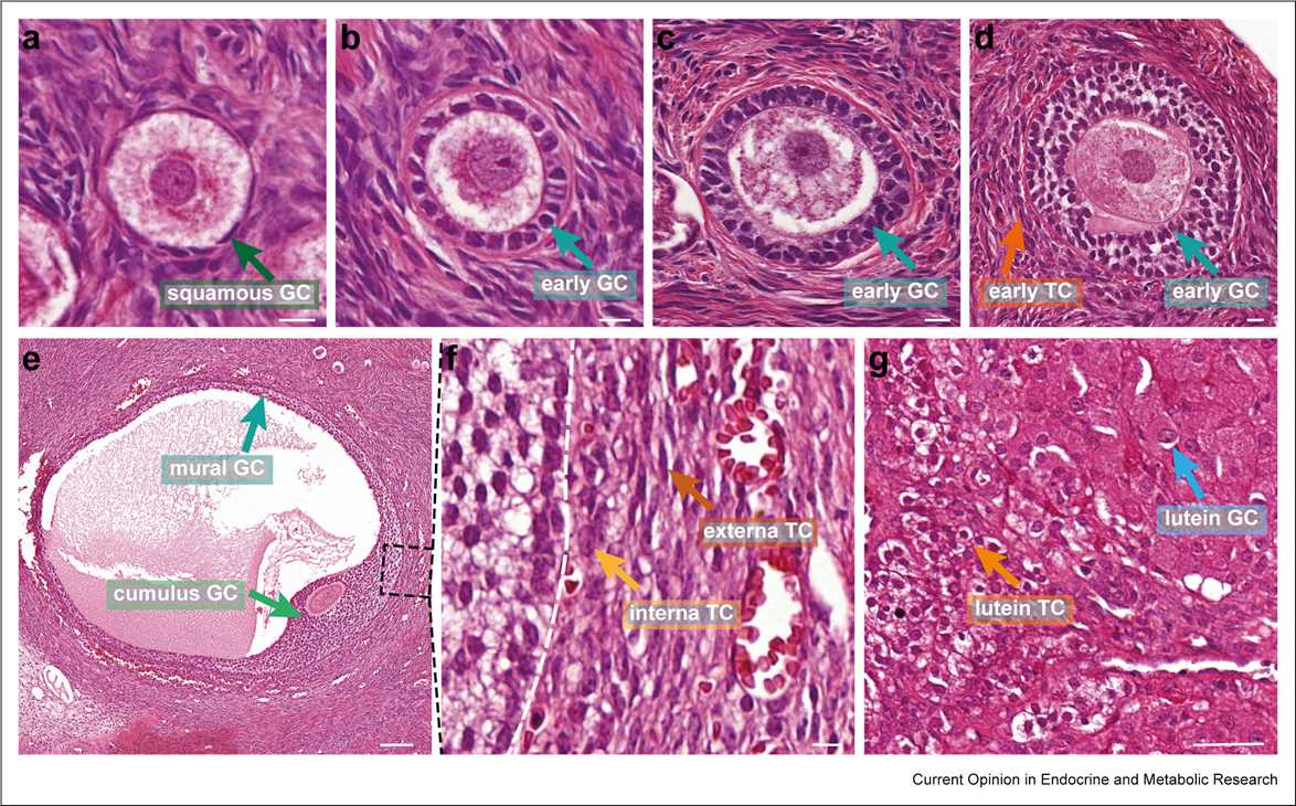 Fig 1. Visualizations of GCs and TCs during human follicle development.