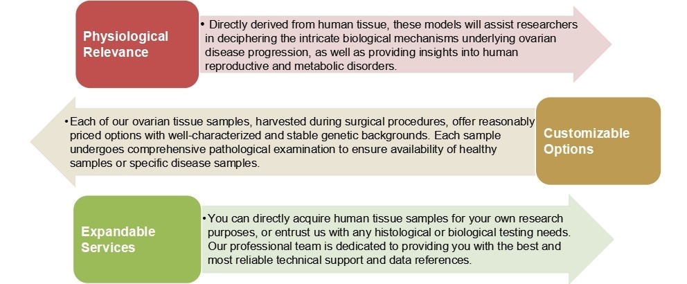 1-4-9-4-3d-ex-vivo-human-ovary-tissue-model-2