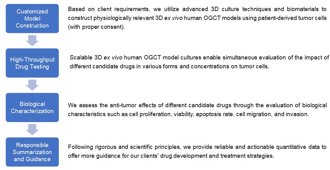 1-4-9-4-8-3d-ex-vivo-human-ovary-granulosa-cell-tumor-model-3