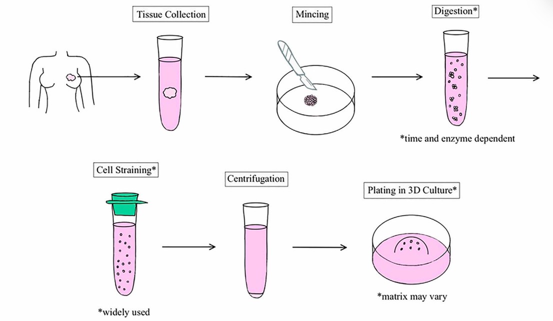 Fig 1. Overview of the human breast organoid derivation process from normal or tumor tissue resections.