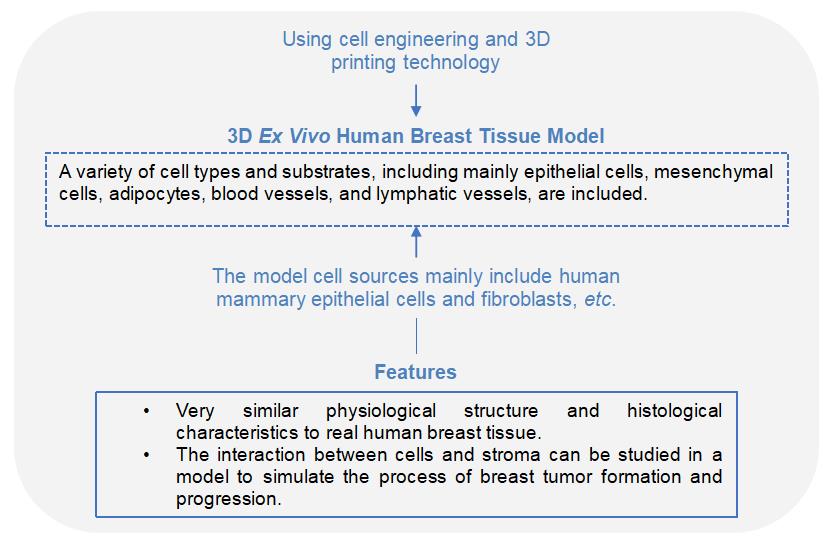 1-4-9-5-3d-ex-vivo-human-breast-tissue-model-2
