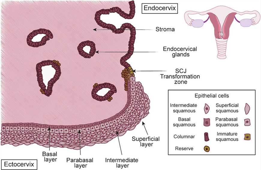 Fig 1. Cervical epithelia and transformation zone formation.