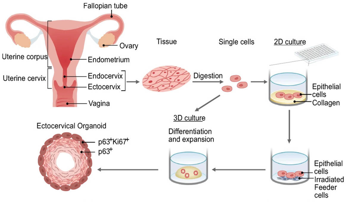 Fig 2. Human ectocervical organoid generation from biopsies.