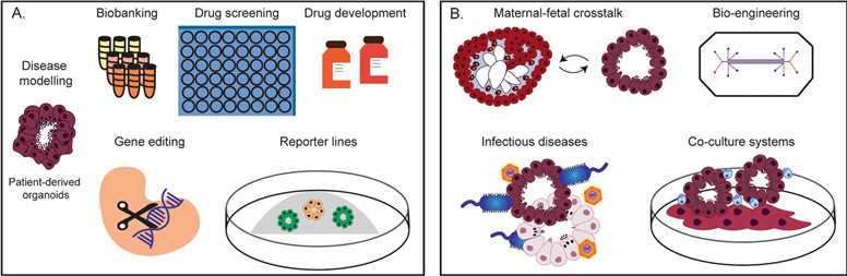 Fig 3. Organoids enable FRT studies, drug testing, and co-culture models.