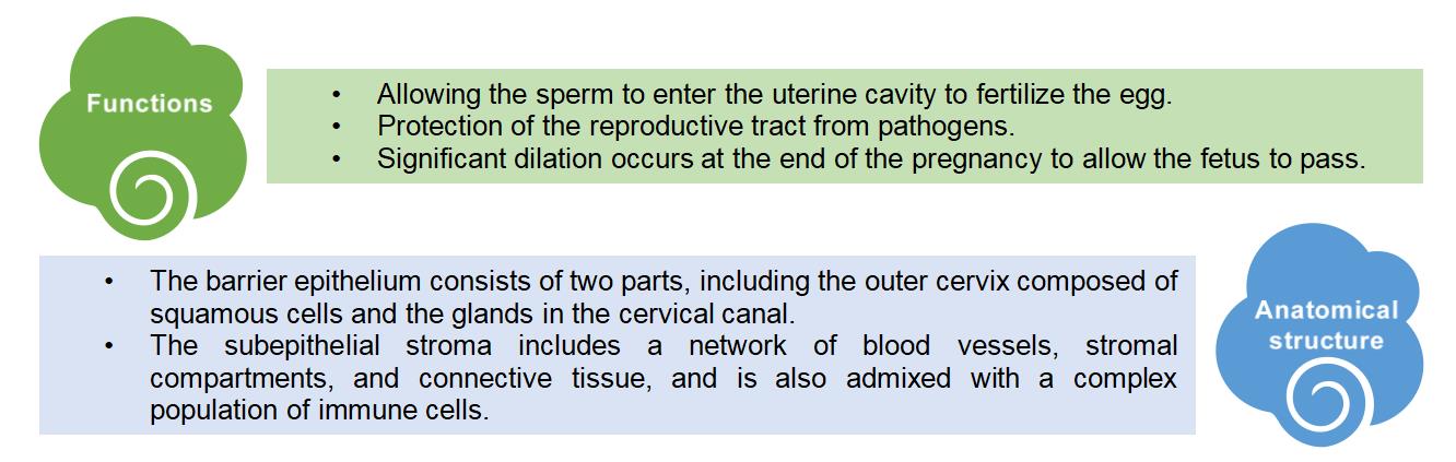 1-4-9-6-3d-ex-vivo-human-cervix-tissue-model-4