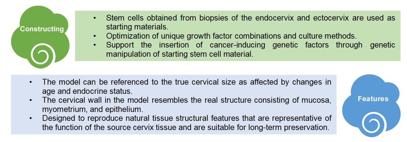 1-4-9-6-3d-ex-vivo-human-cervix-tissue-model-5