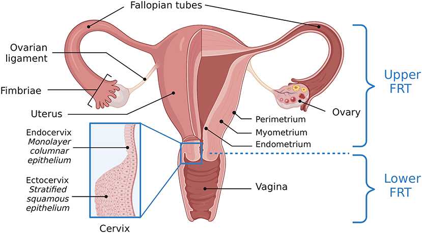 Fig 1. Female reproductive tract anatomy: upper and lower divisions.