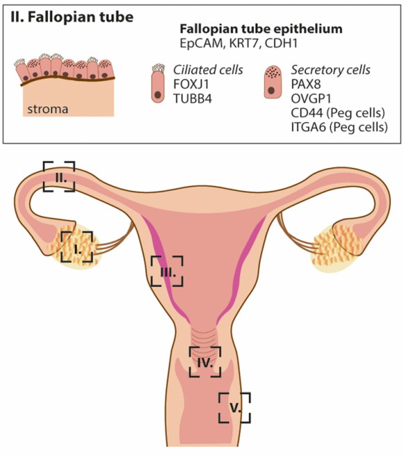 Fig 2. Epithelia of FRT: types, markers, and hormonal regulation.