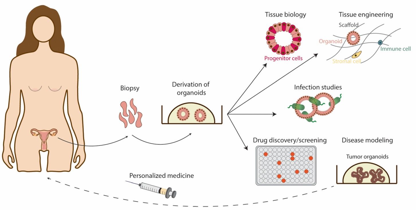 Fig 3. Applications of fallopian tube organoid models: biology, interactions, and personalized drug testing.
