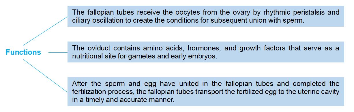 1-4-9-7-3d-ex-vivo-human-fallopian-tube-tissue-model-4