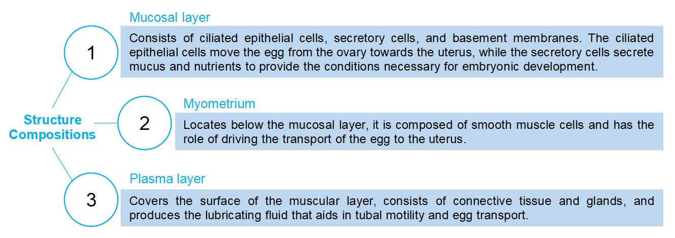 1-4-9-7-3d-ex-vivo-human-fallopian-tube-tissue-model-5