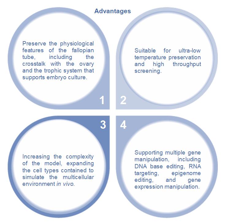 1-4-9-7-3d-ex-vivo-human-fallopian-tube-tissue-model-6