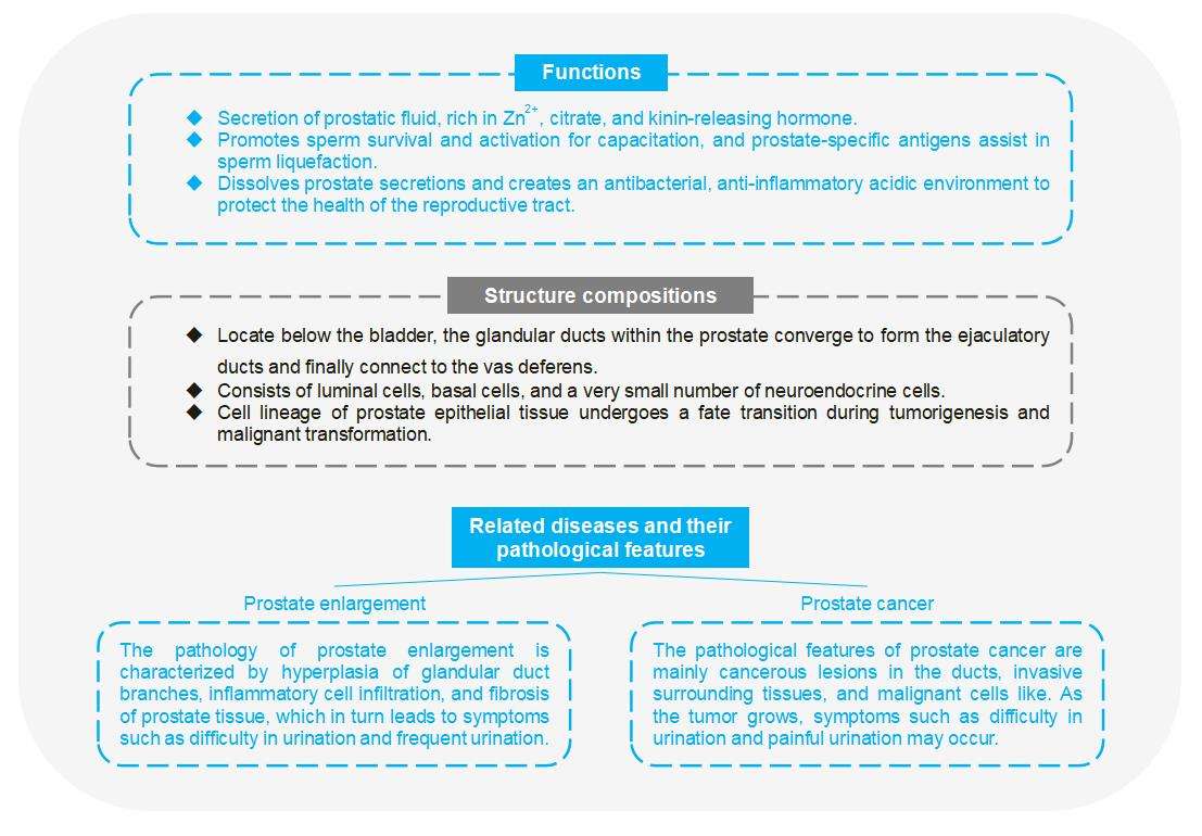 1-4-9-8-3d-ex-vivo-human-prostate-tissue-model-3
