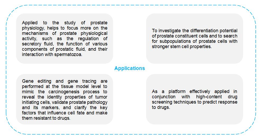 1-4-9-8-3d-ex-vivo-human-prostate-tissue-model-4