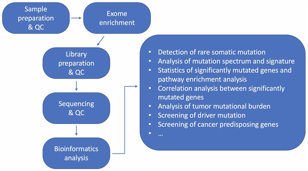 Fig 1. Whole-exosome sequencing step by step. (Creative Biolabs)