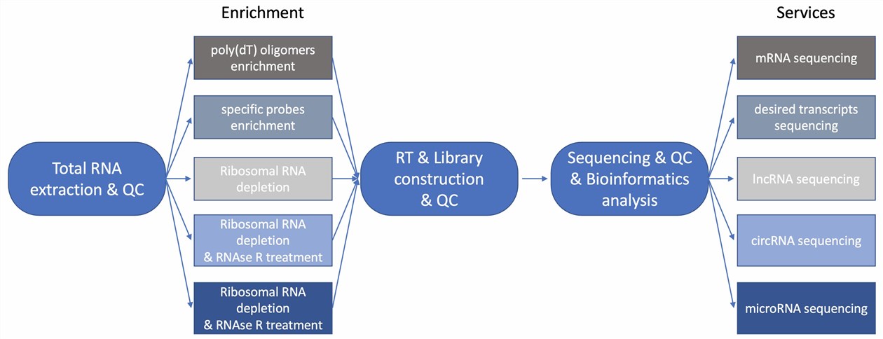 Fig 1. The procedure of RNA sequencing. (Creative Biolabs)