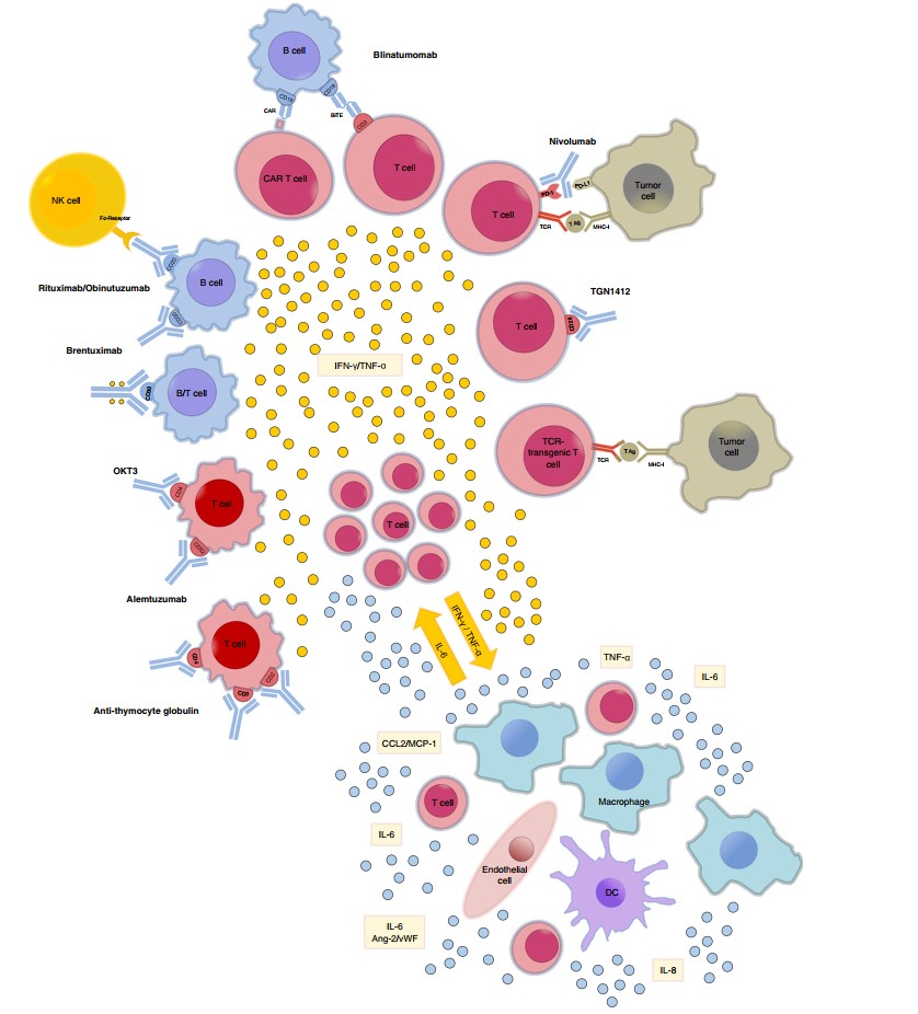 Fig 1. Reported inducers of CRS.