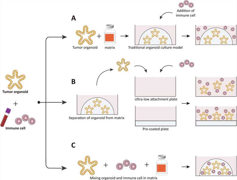 Fig 1. Three methods for organoid co-culturing.
