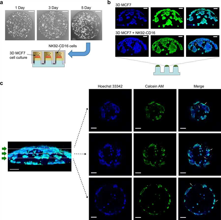 Fig 1. 3D cancer cell aggregates for NK-mediated cytotoxicity.
