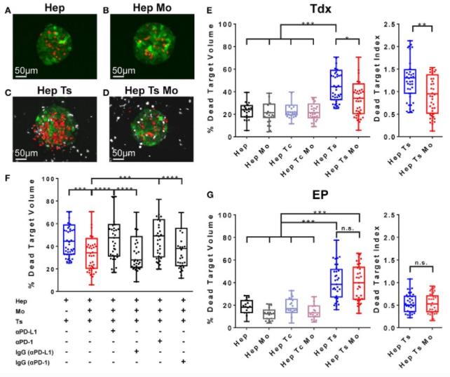 Fig 1. DRAQ7 staining showed good baseline viability of monocytes.