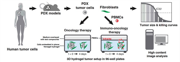 Fig 1. Schematic of the 3D tumor model setup process