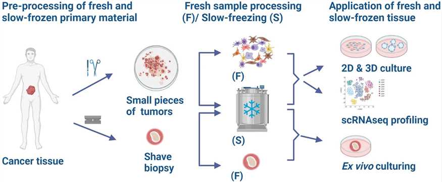 Fig 2. Illustration of ex vivo culturing.