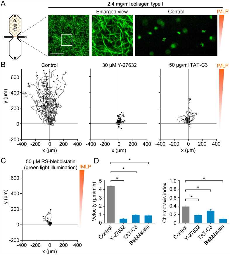 Fig 1. Migration tracks of monocytes.