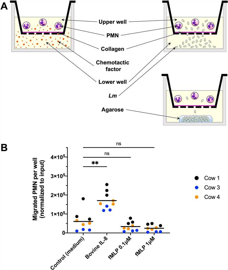 Fig 1. Bovine PMN are responsive to IL-8, but unresponsive to fMLP in the chemotaxis assay.