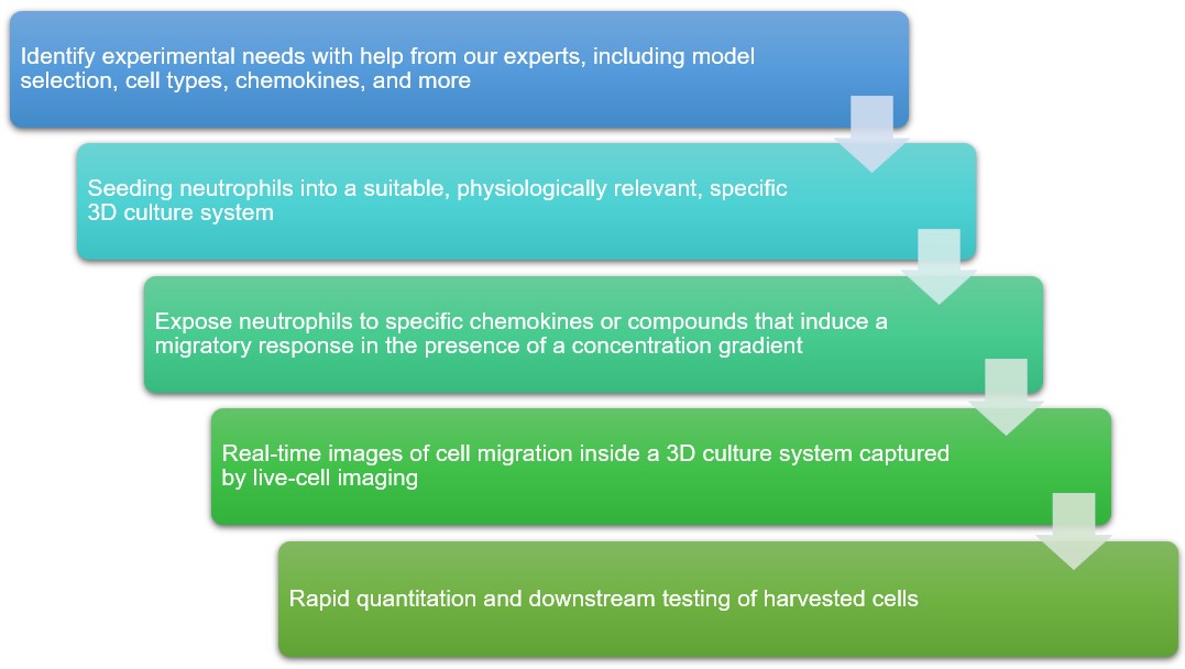 Fig 2. Process of chemotaxis assay. (Creative Biolabs)