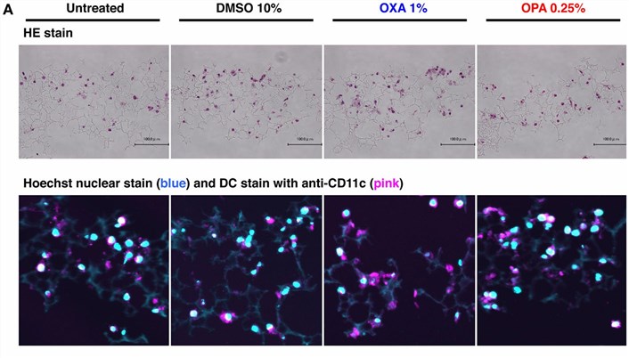 Fig 1. Immunohistochemical analysis in individual scaffolds of DC.