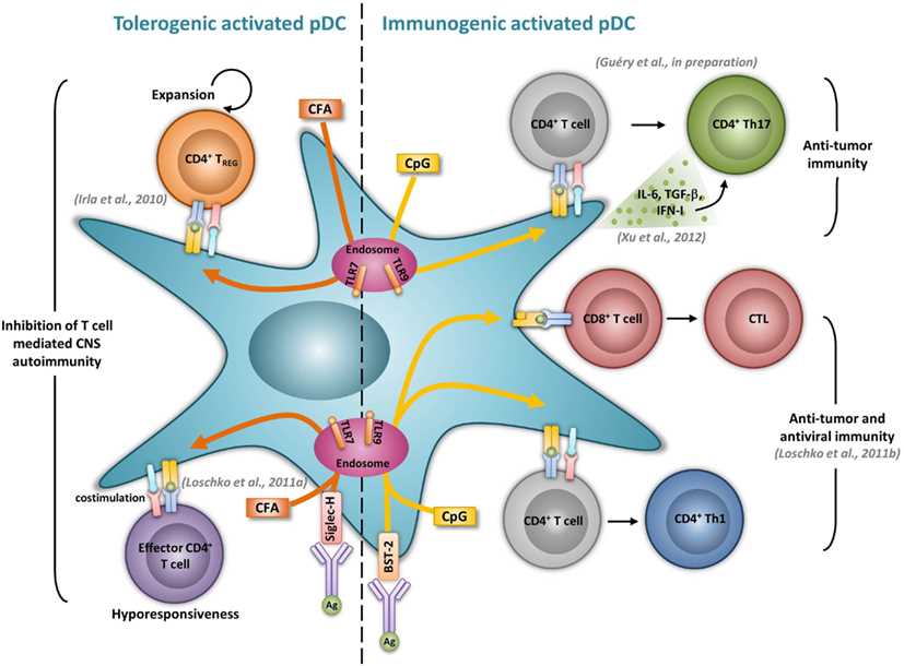 Fig 1. Activated pDCs elicit both tolerogenic and immunogenic responses from T cells.