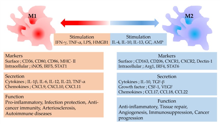 Fig 1. M1 macrophages are induced by IFN-γ and LPS, whereas M2 macrophages are induced by IL-4 and IL-10.