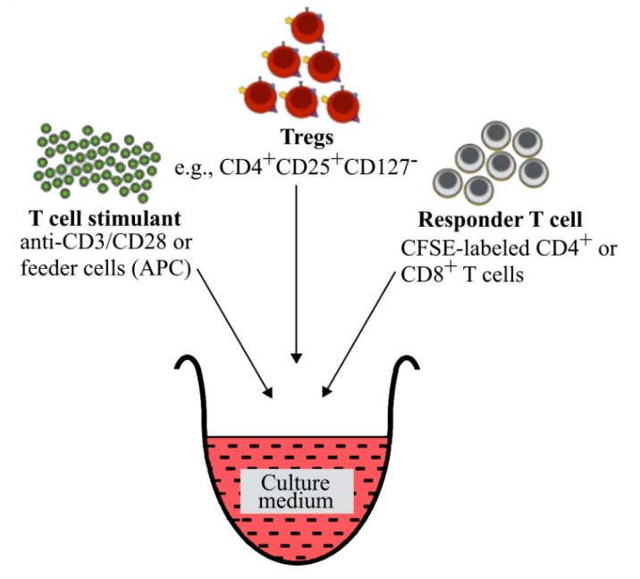 Fig 1. Tregs suppression assay components.