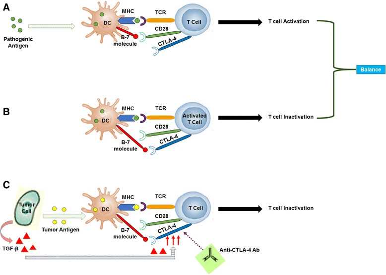 Fig 1. Mechanism of T cell activation and inactivation process.