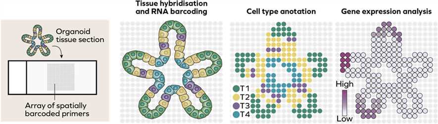 Fig 1. Spatial reconstruction of clusters of cells followed by analysis of gene expression.