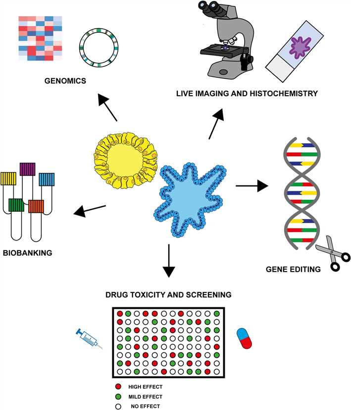 Fig 1. Applications using organoids derived from patients’ tumors with different subtypes.