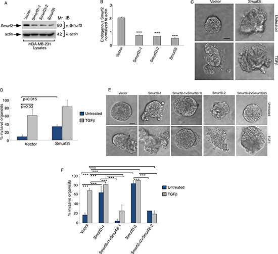 Fig 2. Efficient knockdown of endogenous Smurf2 in MDA-MB-231 breast cancer cells.