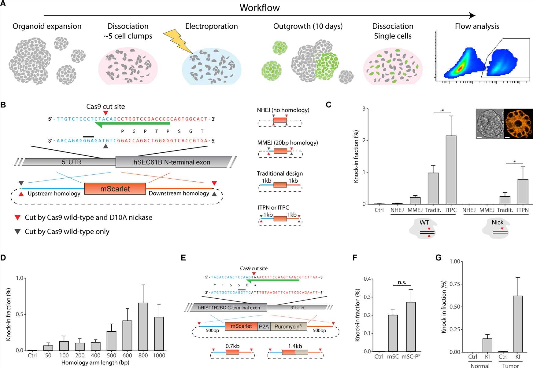 Fig 1. Schematic representation of the workflow used to capture fluorescent knock-in efficiencies in human organoids.