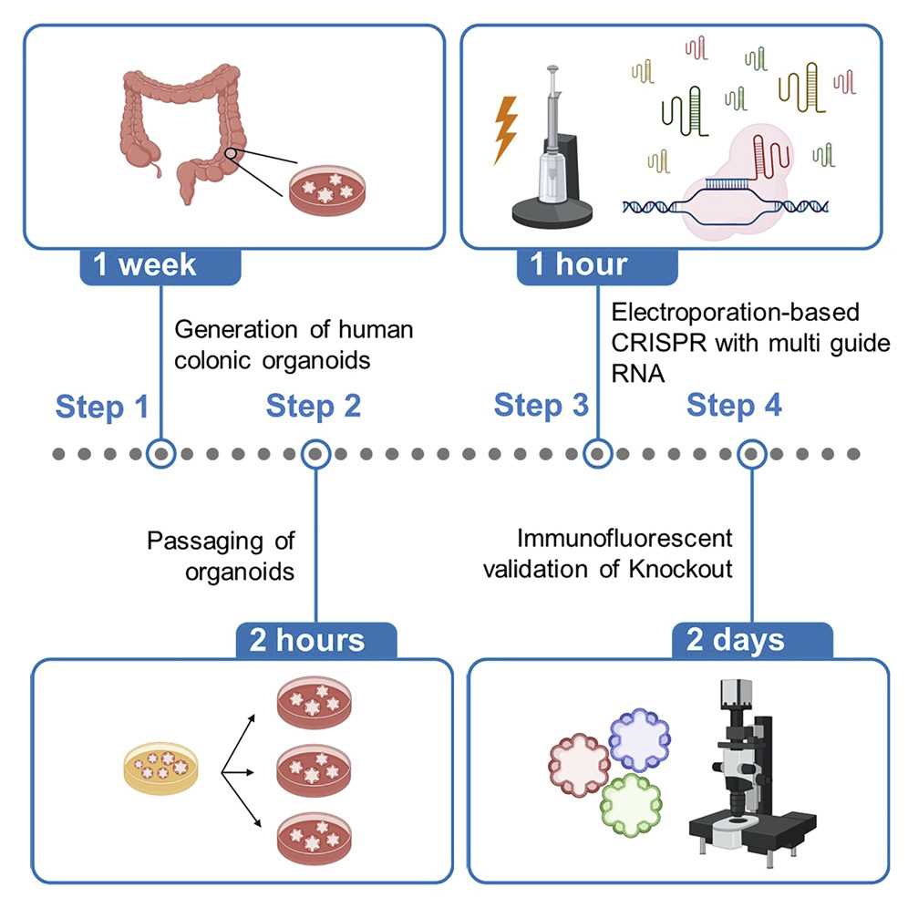 Fig 1. Illustration of gene editing based organoid step by step.