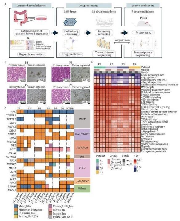 Fig 1. Colorectal tumor organoids preserve the histological architecture and genomic characterization of primary tissues.