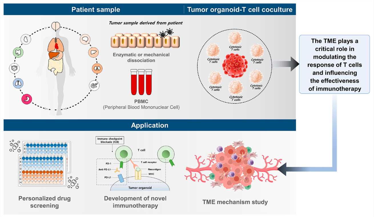Fig 2. Co-culture models for T cells and tumor organoids.