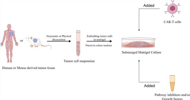 Fig 1. Establishing CAR-T co-culture system.