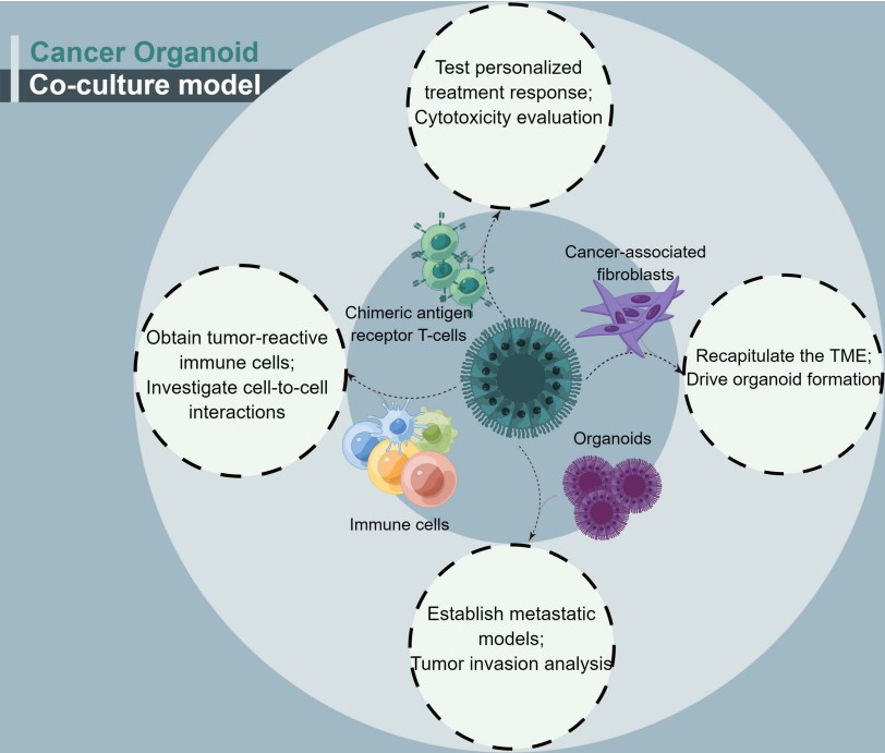 CAR-T cells as one of the conditions for cancer organoids co-culture.