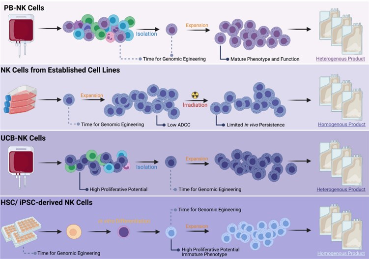 Fig 1. Different sources of allogeneic NK cells for engineering.