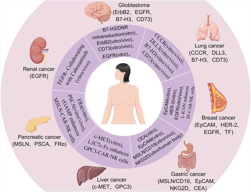 Fig 2. Applications of CAR-NK system in solid tumor.