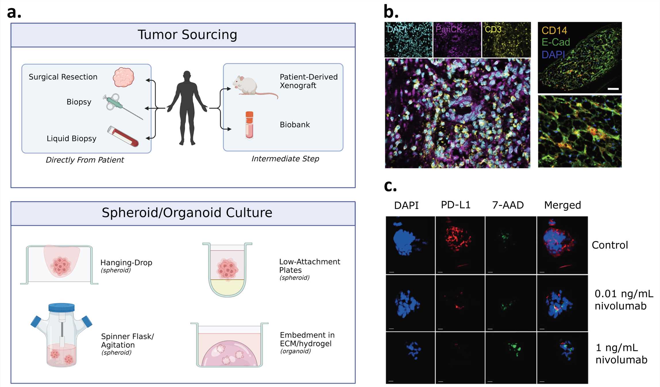 Fig 1. Patient-derived organoids and co-culture.