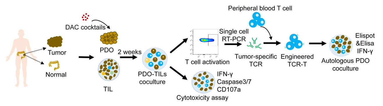 Fig 1. Cytotoxic activity of tumor organoid enriched TILs (oeT).