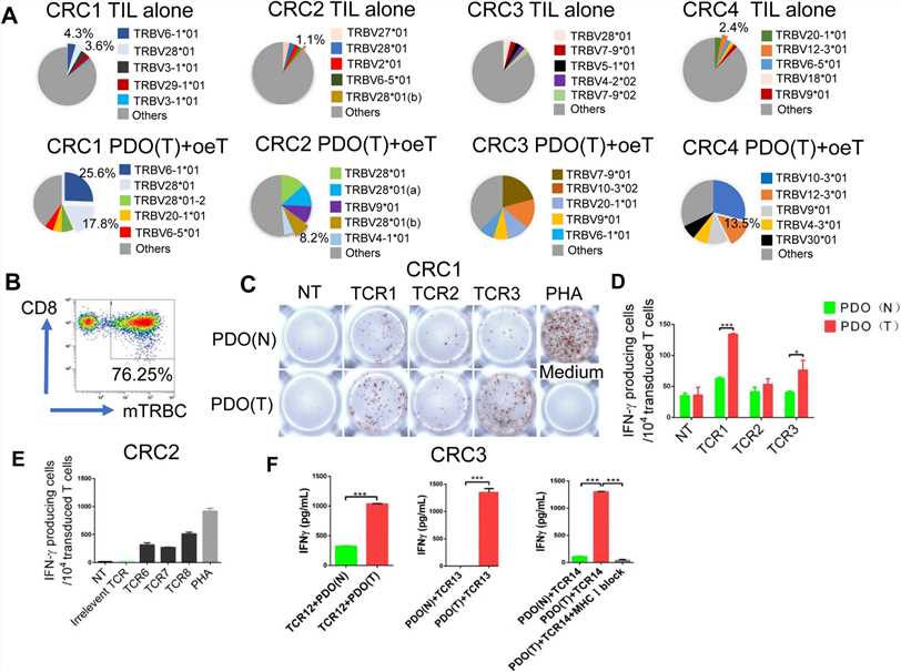 Fig 2. Analysis of T cells stimulated with tumor organoids.