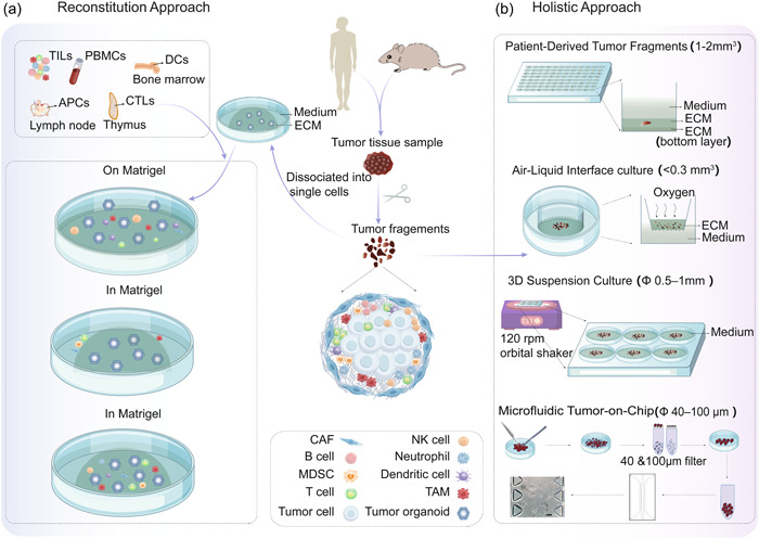 Fig 1. Comparison of methods for culturing patient-derived tumor models.